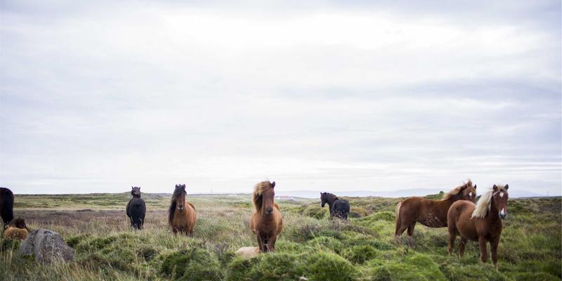 河北石棉27：揭秘千年中医智慧中的特殊养生瑰宝